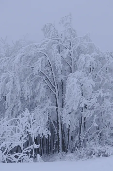 Gerahmter Druck : Schneebedeckte Bäume in einer winterlichen Landschaft. Gerahmter Druck : Schneebedeckte Bäume in einer winterlichen Landschaft.