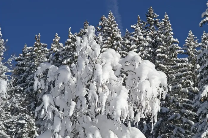 Gerahmter Druck : Schneebedeckte Zweige. Gerahmter Druck : Schneebedeckte Zweige.