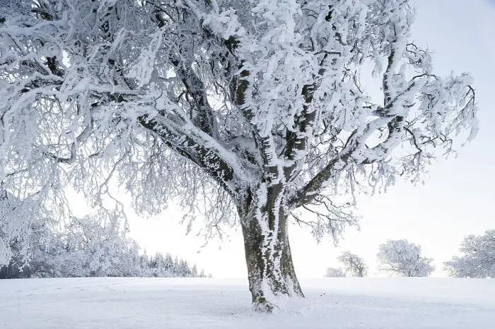 Gerahmter Druck : Schneebedeckte Windesbeech, Buchen (Fagus). Gerahmter Druck : Schneebedeckte Windesbeech, Buchen (Fagus).