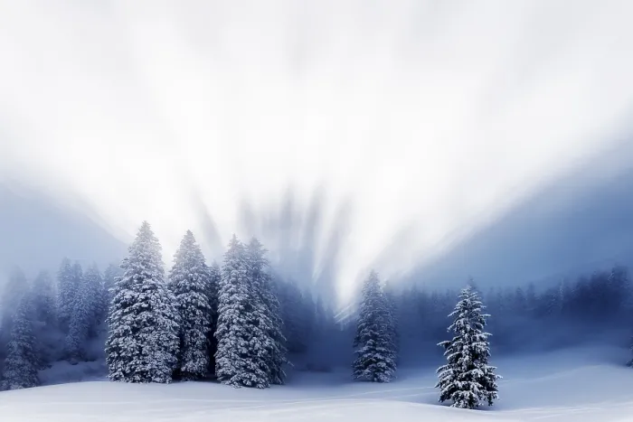 Gerahmter Druck : Schneebedeckter Winterwald, mit Seitenlicht. Gerahmter Druck : Schneebedeckter Winterwald, mit Seitenlicht.