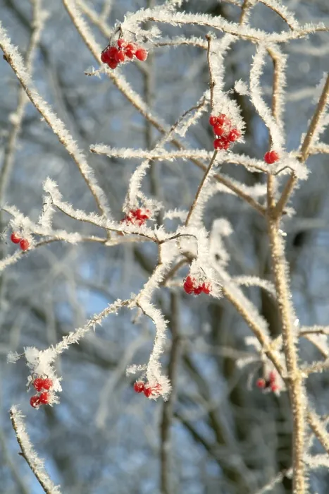 Gerahmter Druck : Schnee im Garten. Gerahmter Druck : Schnee im Garten.