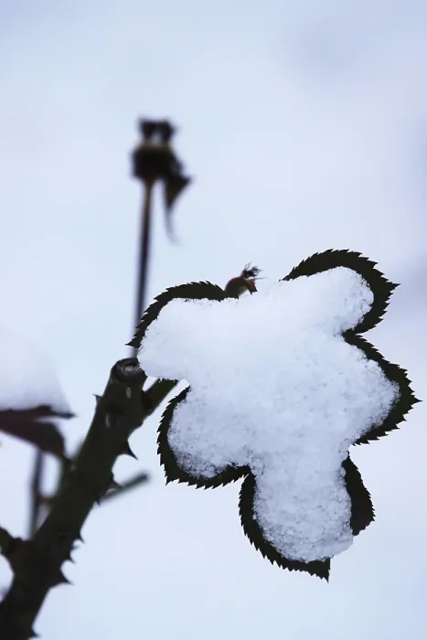 Gerahmter Druck : Schnee, Blatt einer Rose, Wintertime, Deutschland Gerahmter Druck : Schnee, Blatt einer Rose, Wintertime, Deutschland