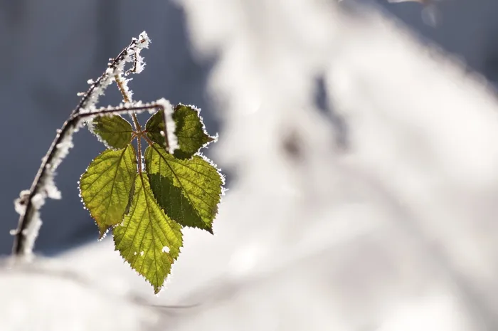 Gerahmter Druck : Schnee, Schnee, Winter. Gerahmter Druck : Schnee, Schnee, Winter.
