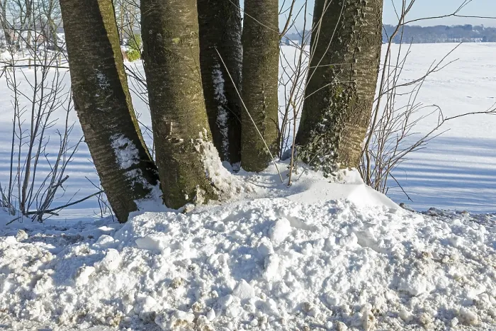 Gerahmter Druck : Schnee, Baumstämme, Winter, Sieversen Gerahmter Druck : Schnee, Baumstämme, Winter, Sieversen