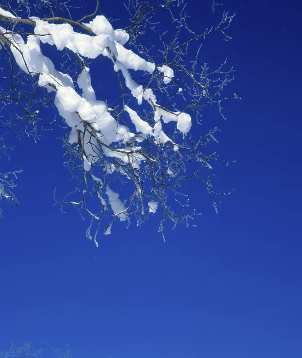 Gerahmter Druck : Schnee auf Zweig. Gerahmter Druck : Schnee auf Zweig.