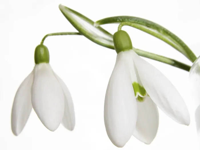 Gerahmter Druck : Snowdrops Gerahmter Druck : Snowdrops