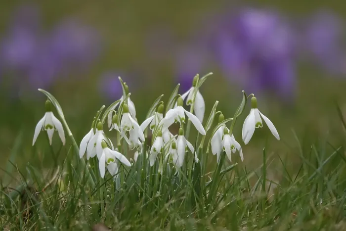 Gerahmter Druck : Schneeglöckchen, Krokusse im Hintergrund. Gerahmter Druck : Schneeglöckchen, Krokusse im Hintergrund.