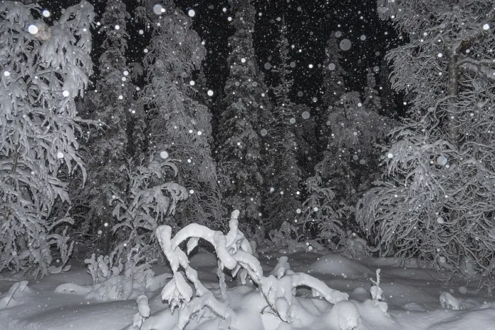 Gerahmter Druck : Schneefall im Winterwald, Gallivare Gerahmter Druck : Schneefall im Winterwald, Gallivare