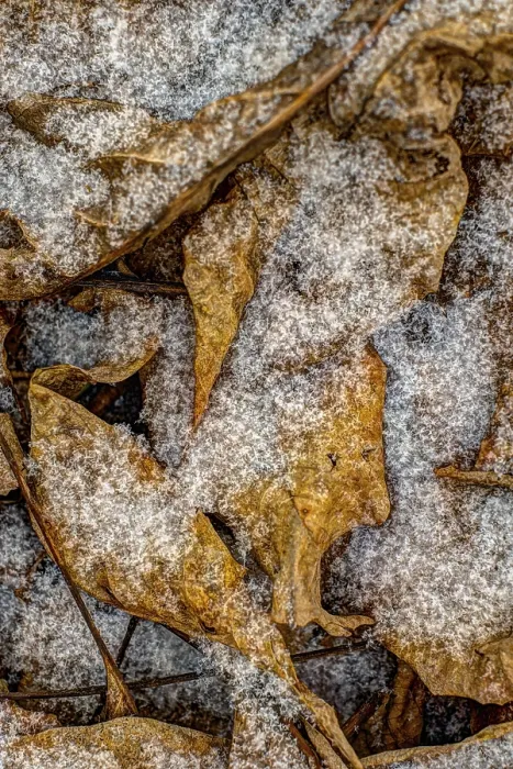 Gerahmter Druck : Snowflakes Gerahmter Druck : Snowflakes