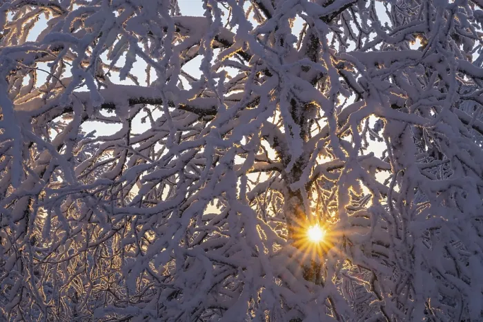 Gerahmter Druck : Schneebewachs Birke gegen Licht. Gerahmter Druck : Schneebewachs Birke gegen Licht.