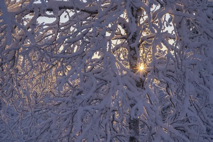 Gerahmter Druck : Schneeverwehte Birke gegen das Licht. Gerahmter Druck : Schneeverwehte Birke gegen das Licht.