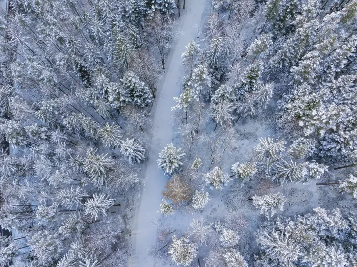 Gerahmter Druck : Schneepfad durch eine dichte, winterliche Wald. Gerahmter Druck : Schneepfad durch eine dichte, winterliche Wald.
