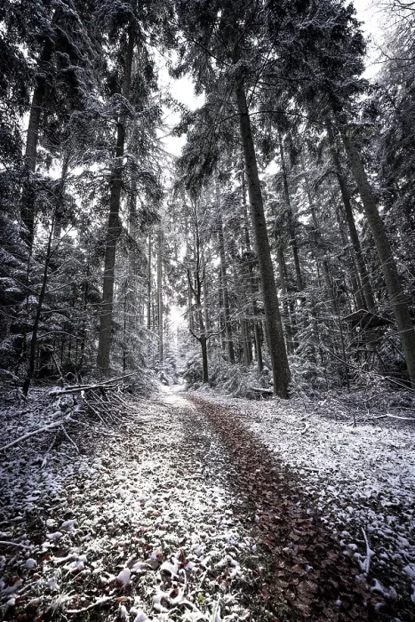 Gerahmter Druck : Ein schneeverweinter Pfad führt durch einen winterlichen Wald. Gerahmter Druck : Ein schneeverweinter Pfad führt durch einen winterlichen Wald.