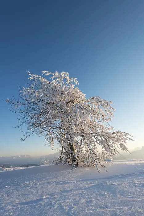 Gerahmter Druck : Schneeverkleideter Baum im Abendlicht. Gerahmter Druck : Schneeverkleideter Baum im Abendlicht.
