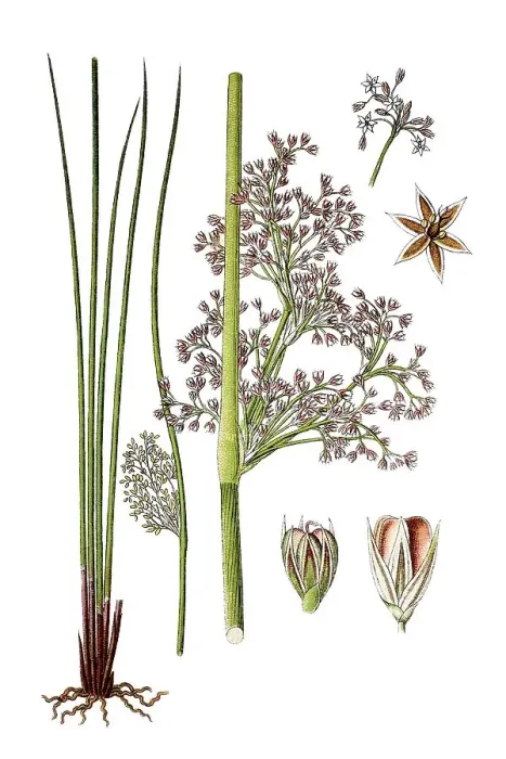 Gerahmter Druck : Weiches Rauschen (Juncus effusus), medizinische Pflanze Gerahmter Druck : Weiches Rauschen (Juncus effusus), medizinische Pflanze