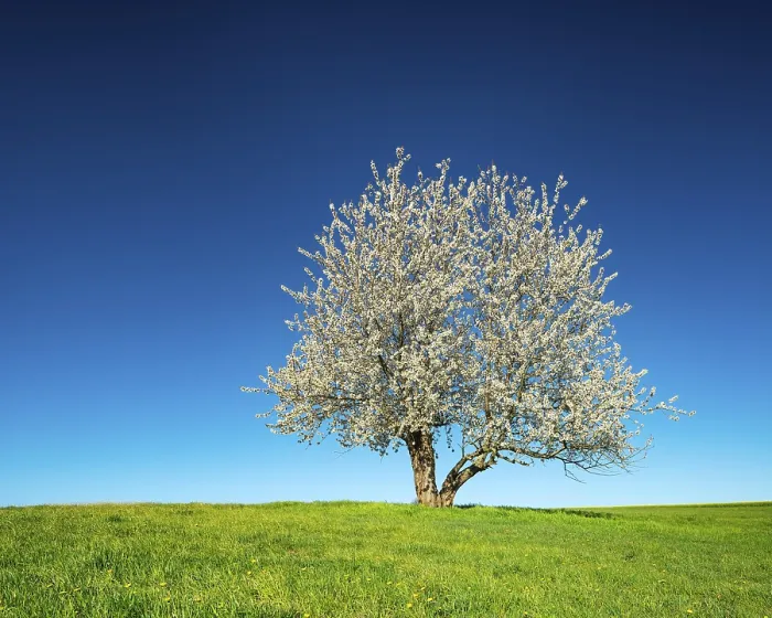 Gerahmter Druck : Ein einsamer alter Kirschbaum in voller Blüte im Frühling. Gerahmter Druck : Ein einsamer alter Kirschbaum in voller Blüte im Frühling.