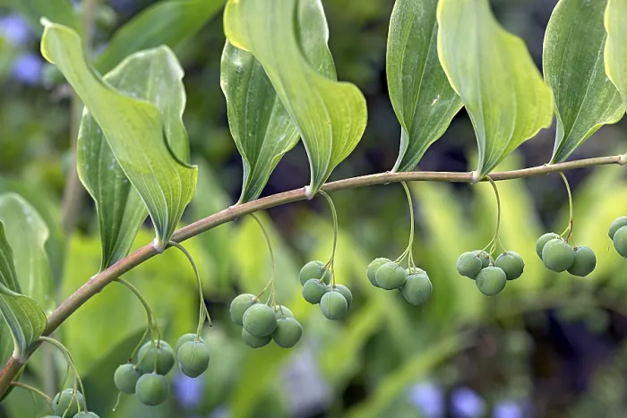 Gerahmter Druck : Salomonssiegel (Polygonatum multiflorum) Gerahmter Druck : Salomonssiegel (Polygonatum multiflorum)