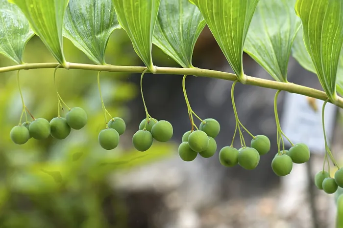 Gerahmter Druck : Salomonssiegel (Polygonatum multiflorum) Gerahmter Druck : Salomonssiegel (Polygonatum multiflorum)