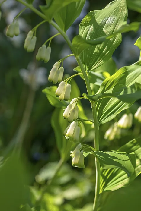 Gerahmter Druck : Salomonssiegel (Polygonatum multiflorum) Gerahmter Druck : Salomonssiegel (Polygonatum multiflorum)