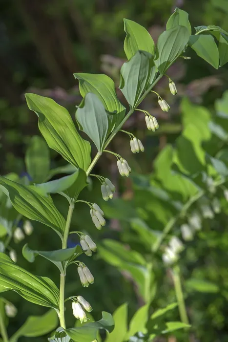 Gerahmter Druck : Salomonssiegel (Polygonatum multiflorum) Gerahmter Druck : Salomonssiegel (Polygonatum multiflorum)