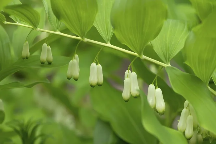 Gerahmter Druck : Salomonssiegel (Polygonatum multiflorum)