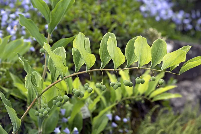 Gerahmter Druck : Salomonssiegel (Polygonatum multiflorum) Gerahmter Druck : Salomonssiegel (Polygonatum multiflorum)