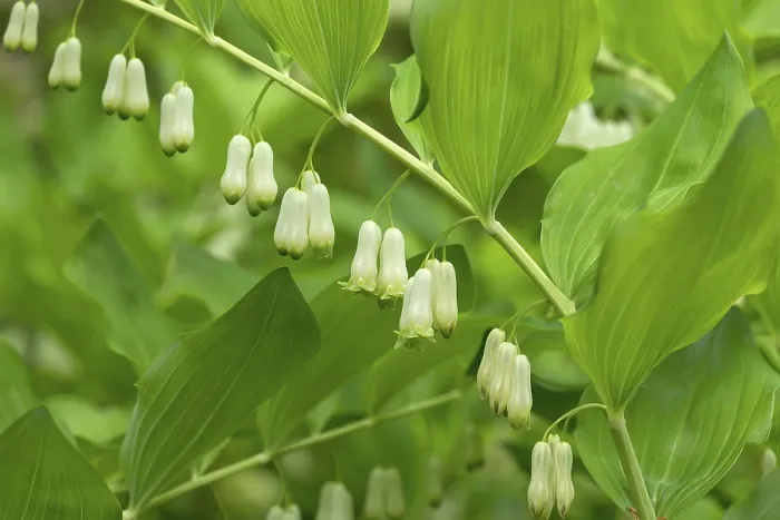 Gerahmter Druck : Salomonssiegel (Polygonatum multiflorum) Gerahmter Druck : Salomonssiegel (Polygonatum multiflorum)