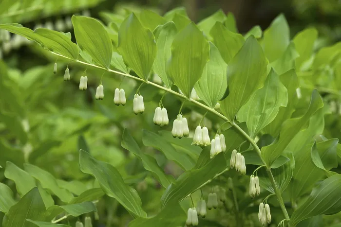 Gerahmter Druck : Salomonssiegel (Polygonatum multiflorum) Gerahmter Druck : Salomonssiegel (Polygonatum multiflorum)