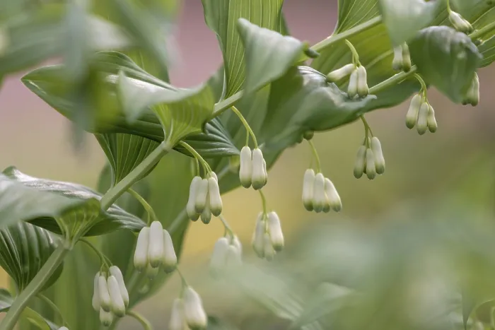 Gerahmter Druck : Salomonssiegel (Polygonatum multiflorum) Gerahmter Druck : Salomonssiegel (Polygonatum multiflorum)