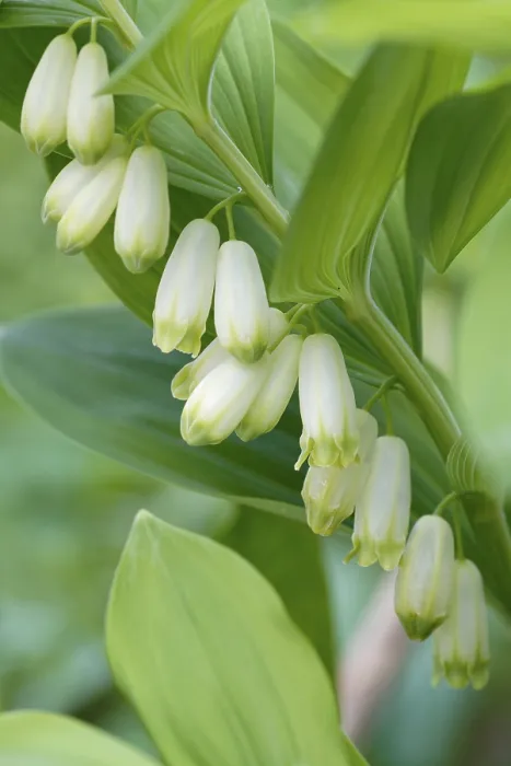 Gerahmter Druck : Salomonssiegel (Polygonatum multiflorum) Gerahmter Druck : Salomonssiegel (Polygonatum multiflorum)