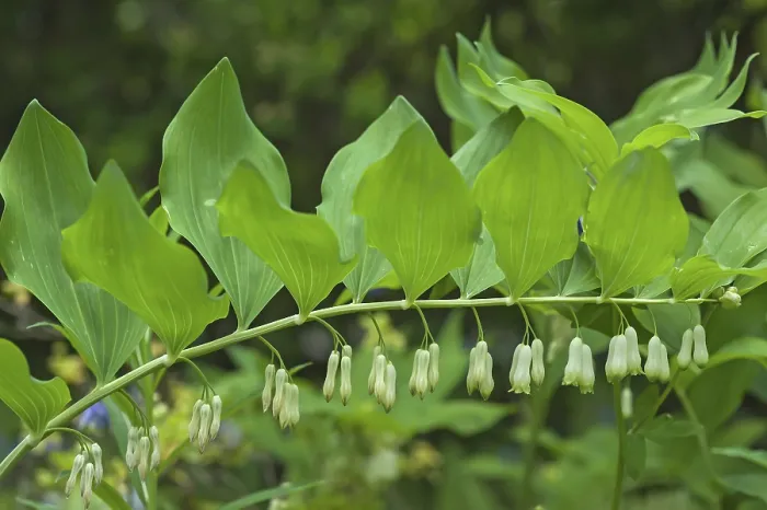 Gerahmter Druck : Salomonssiegel (Polygonatum odoratum) Gerahmter Druck : Salomonssiegel (Polygonatum odoratum)