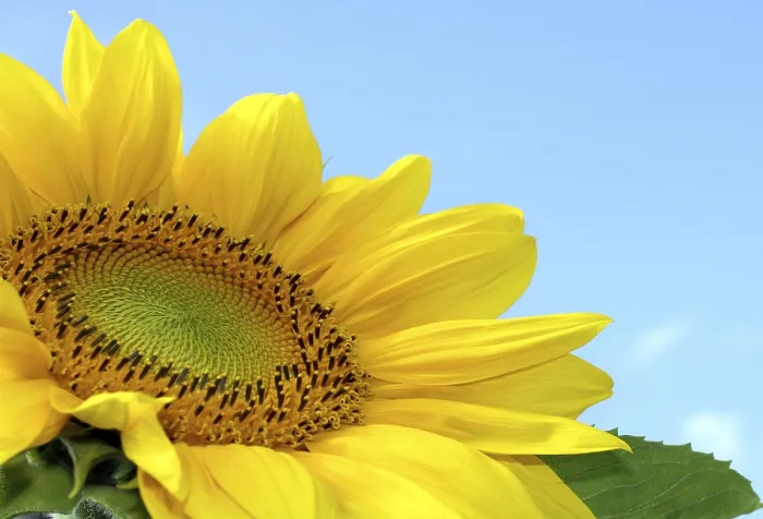 Gerahmter Druck : Sonnenblume Gerahmter Druck : Sonnenblume