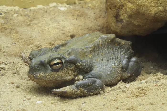 Gerahmter Druck : Sonora-Kröte (Bufo alvarius), in Gefangenschaft. Gerahmter Druck : Sonora-Kröte (Bufo alvarius), in Gefangenschaft.