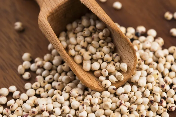 Gerahmter Druck : Sorghum, Reis Gerahmter Druck : Sorghum, Reis