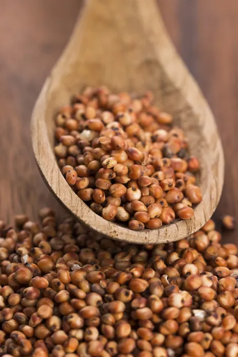 Gerahmter Druck : Sorghum, Reis Gerahmter Druck : Sorghum, Reis