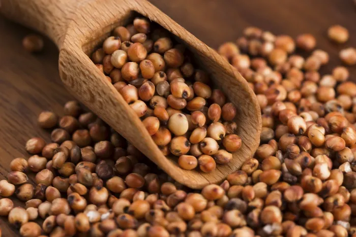 Gerahmter Druck : Sorghum, Reis Gerahmter Druck : Sorghum, Reis