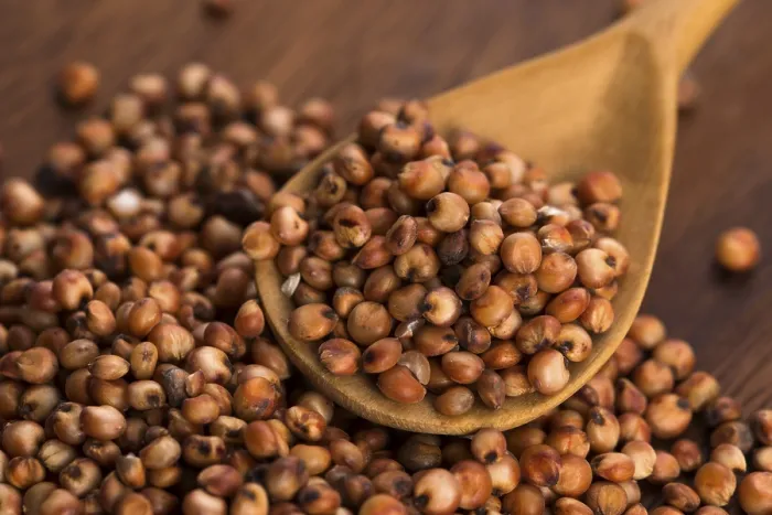 Gerahmter Druck : Sorghum, Reis Gerahmter Druck : Sorghum, Reis