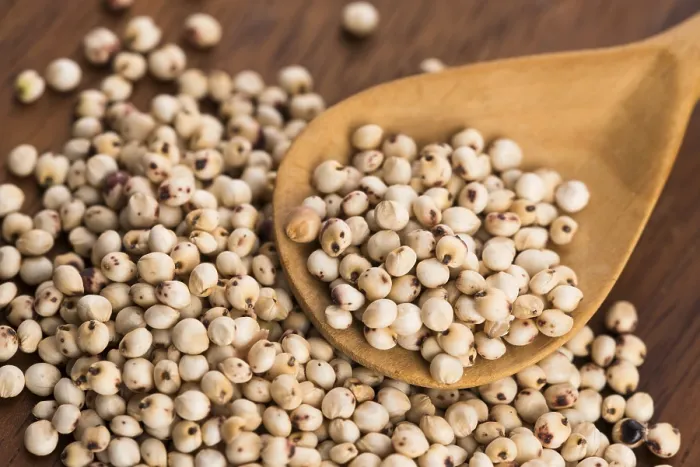 Gerahmter Druck : Sorghum, Reis Gerahmter Druck : Sorghum, Reis