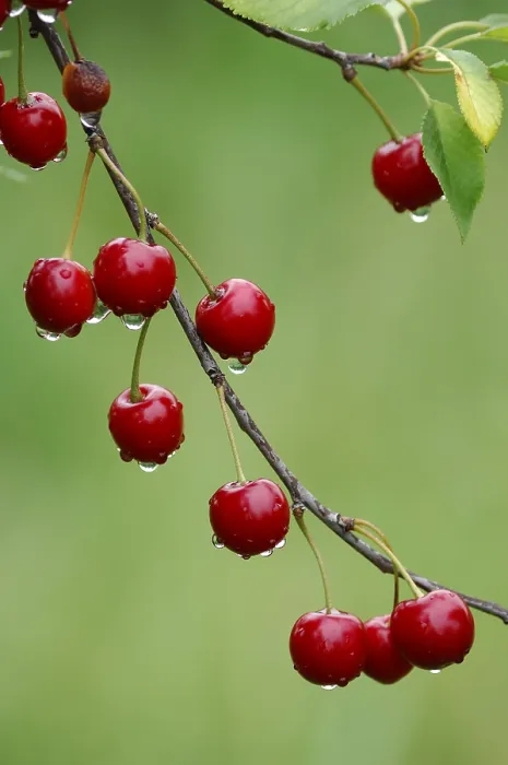 Gerahmter Druck : Sauerkirsche auf Baum mit Tropfen Wasser. Gerahmter Druck : Sauerkirsche auf Baum mit Tropfen Wasser.