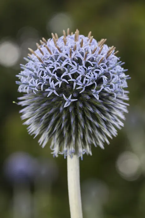 Gerahmter Druck : Südlicher Globthymian (Echinops ritro) Gerahmter Druck : Südlicher Globthymian (Echinops ritro)