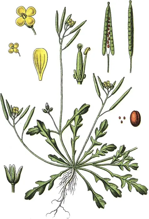 Gerahmter Druck : Südlicher Raketenblume (Diplotaxis viminea) Gerahmter Druck : Südlicher Raketenblume (Diplotaxis viminea)