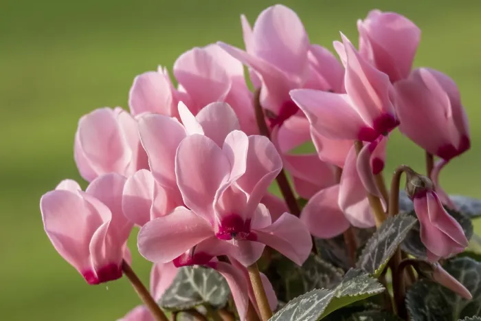 Gerahmter Druck : Sowbread (Cyclamen), Deutschland Gerahmter Druck : Sowbread (Cyclamen), Deutschland