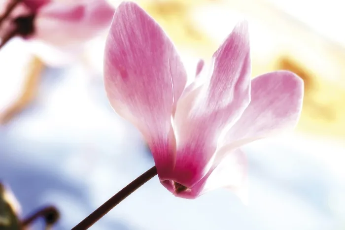 Gerahmter Druck : Sowbreads (Cyclamen) Gerahmter Druck : Sowbreads (Cyclamen)