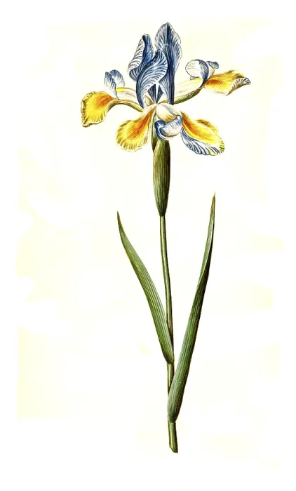 Gerahmter Druck : Historische spanische Iris, Iris xiphium Gerahmter Druck : Historische spanische Iris, Iris xiphium