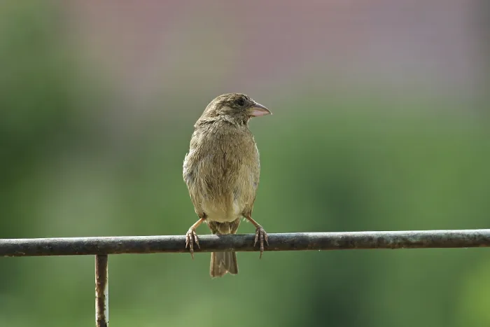 Gerahmter Druck : Sparrow Gerahmter Druck : Sparrow