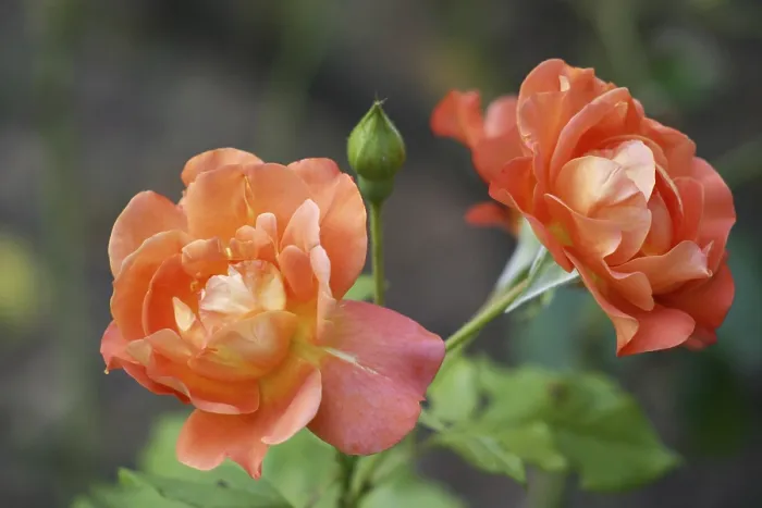 Gerahmter Druck : Sonderrose Gerahmter Druck : Sonderrose