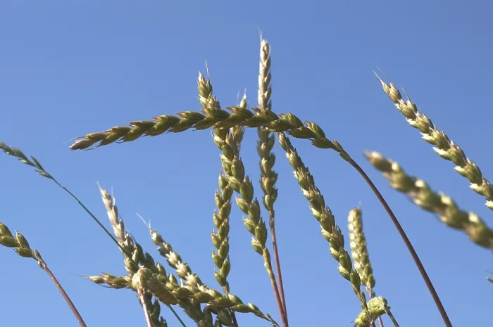 Gerahmter Druck : Spelt Gerahmter Druck : Spelt