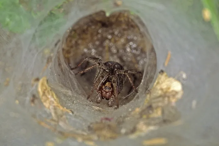 Gerahmter Druck : Spinne im Netz Gerahmter Druck : Spinne im Netz