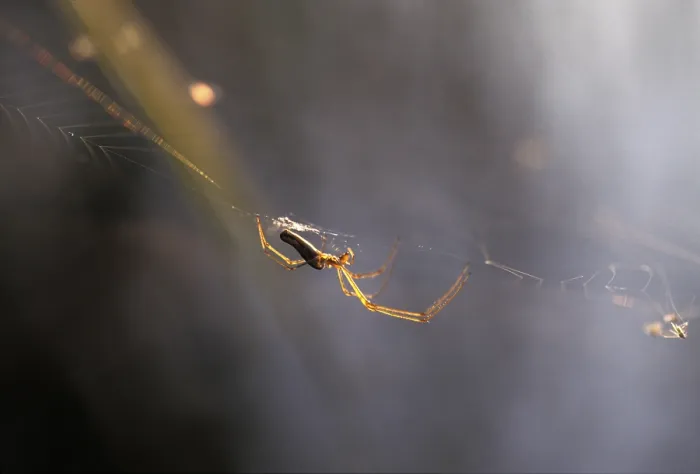 Gerahmter Druck : Spinne im Netz. Gerahmter Druck : Spinne im Netz.