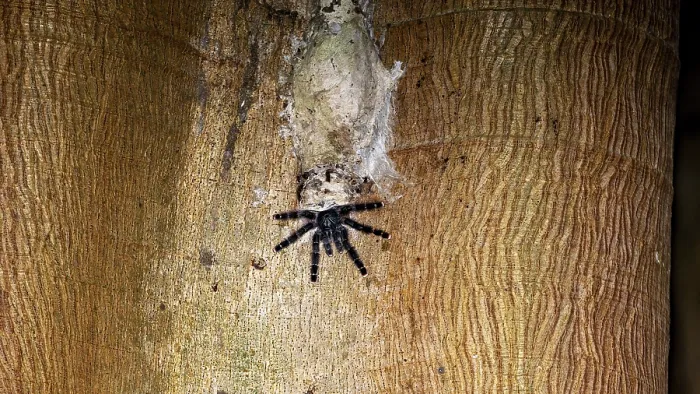 Gerahmter Druck : Ein Spinnennetz auf Baumrinde mit einer Spinne. Gerahmter Druck : Ein Spinnennetz auf Baumrinde mit einer Spinne.